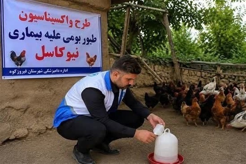 طیور بومی استان تهران علیه نیوکاسل رایگان واکسینه شدند