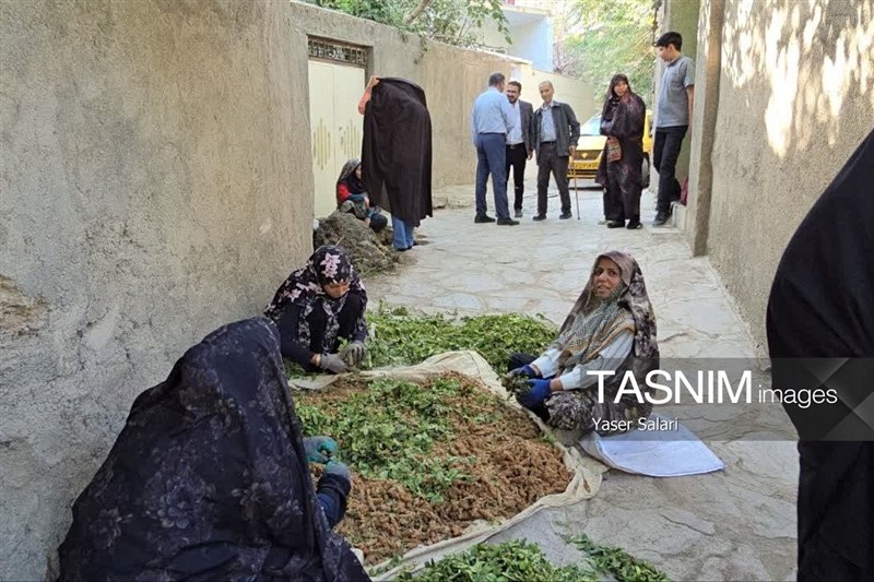 اخبار گناباد , کشاورزی , خراسان رضوی , اخبار استان خراسان رضوی , فرمانداری ,
