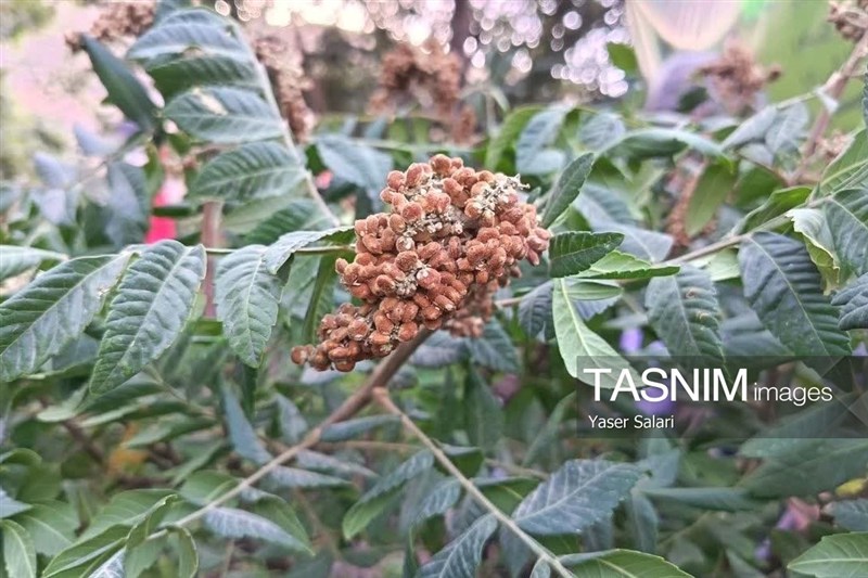 اخبار گناباد , کشاورزی , خراسان رضوی , اخبار استان خراسان رضوی , فرمانداری ,