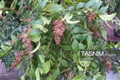 هشتمین جشنواره ملی سماق در روستای خانیک