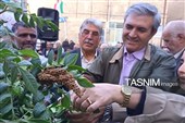 هشتمین جشنواره ملی سماق در روستای خانیک