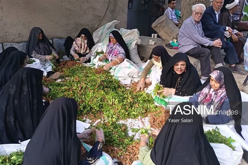 اخبار گناباد , کشاورزی , خراسان رضوی , اخبار استان خراسان رضوی , فرمانداری ,