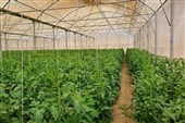 رتبه نخست آذربایجان‌شرقی در توسعه گلخانه‌های های‌تک کشور