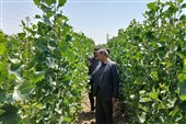 «بهار» سبز می‌شود؛ احداث 634 هکتار جنگل‌کاری برای تلطیف هوا