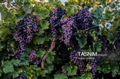 رویان شاهرود؛ سرزمین خوشه‌های سرخ