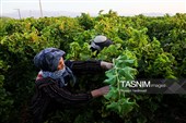 رویان شاهرود؛ سرزمین خوشه‌های سرخ