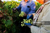 رویان شاهرود؛ سرزمین خوشه‌های سرخ