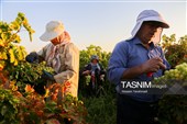 رویان شاهرود؛ سرزمین خوشه‌های سرخ