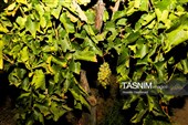 رویان شاهرود؛ سرزمین خوشه‌های سرخ