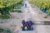 رویان شاهرود؛ سرزمین خوشه‌های سرخ
