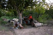 رویان شاهرود؛ سرزمین خوشه‌های سرخ