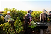 رویان شاهرود؛ سرزمین خوشه‌های سرخ