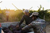 رویان شاهرود؛ سرزمین خوشه‌های سرخ