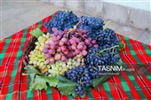 رویان شاهرود؛ سرزمین خوشه‌های سرخ