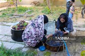 رویان شاهرود؛ سرزمین خوشه‌های سرخ