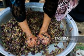 رویان شاهرود؛ سرزمین خوشه‌های سرخ