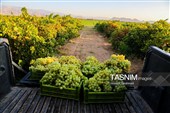 رویان شاهرود؛ سرزمین خوشه‌های سرخ
