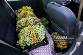 رویان شاهرود؛ سرزمین خوشه‌های سرخ