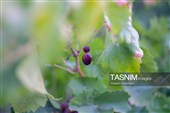 رویان شاهرود؛ سرزمین خوشه‌های سرخ