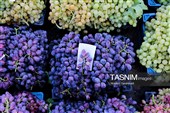 رویان شاهرود؛ سرزمین خوشه‌های سرخ