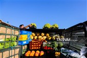 رویان شاهرود؛ سرزمین خوشه‌های سرخ