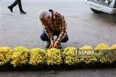 رویان شاهرود؛ سرزمین خوشه‌های سرخ