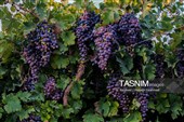 رویان شاهرود؛ سرزمین خوشه‌های سرخ