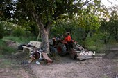 رویان شاهرود؛ سرزمین خوشه‌های سرخ