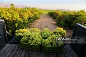 رویان شاهرود؛ سرزمین خوشه‌های سرخ