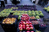 Grape Harvest Underway North of Iran