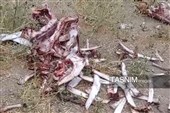 کشتار مخفی اسب در زنجان/ لاشه‌ها‌ در چاه دفن شده بودند