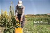برداشت 25 تن شیرابه آنغوزه از مراتع کهگیلویه و بویراحمد