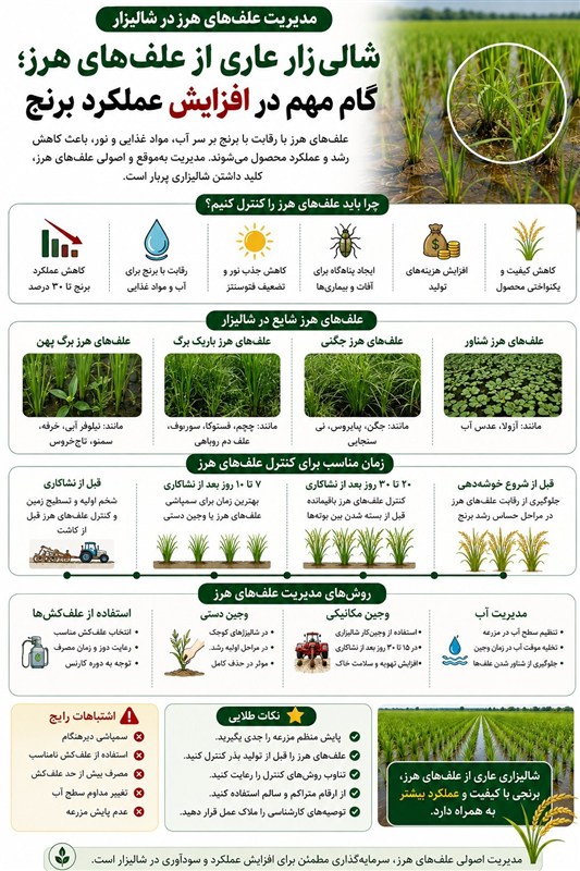 اخبار رشت , اخبار استان گیلان , واردات برنج , کشاورزی ,