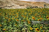 مزارع آفتابگردان خراسان شمالی
