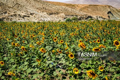 مزارع آفتابگردان خراسان شمالی