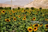 مزارع آفتابگردان خراسان شمالی