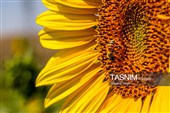 مزارع آفتابگردان خراسان شمالی