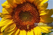 Sunflower Fields in NE Iran