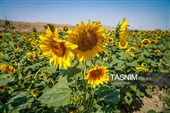 مزارع آفتابگردان خراسان شمالی
