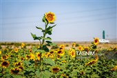مزارع آفتابگردان خراسان شمالی