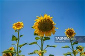 مزارع آفتابگردان خراسان شمالی