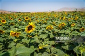 مزارع آفتابگردان خراسان شمالی