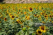 مزارع آفتابگردان خراسان شمالی