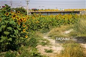 مزارع آفتابگردان خراسان شمالی