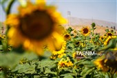 مزارع آفتابگردان خراسان شمالی