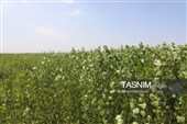 از مزار شهدا تا گفت‌وگو با مردم؛ استاندار در پارس‌آباد پای کار پروژه‌ها