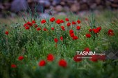 بمناسبت بیست‌وسوم ربیع‌الاول سالروز ورود حضرت فاطمه معصومه(س) به شهرقم و روز قم 