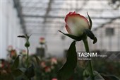 افتتاح پروژه‌های شهرستان نظرآباد به‌مناسبت هفته دولت