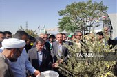 برداشت زیتون از باغ 25 هکتاری قیامدشت آغاز شد