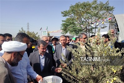برداشت زیتون از باغ 25 هکتاری قیامدشت آغاز شد